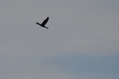 Nannopterum brasilianum