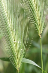 Hordeum murinum leporinum