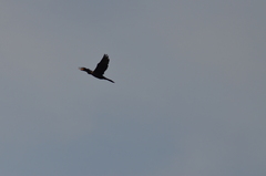 Nannopterum brasilianum