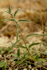 Veronica spicata