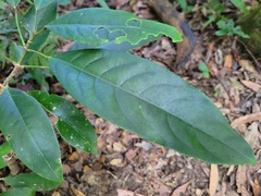 Turpinia formosana