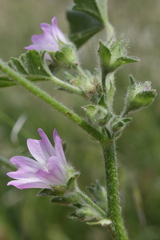 Malva multiflora