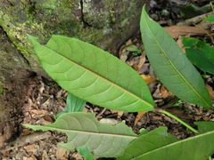 Turpinia formosana