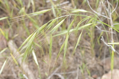 Bromus diandrus