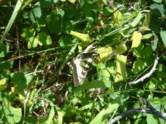 Papilio canadensis
