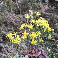 Solidago virgaurea