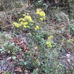 Solidago virgaurea