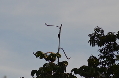 Melanerpes rubricapillus