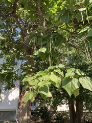 Catalpa speciosa