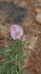 Ononis spinosa