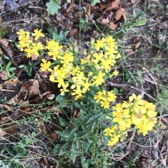 Solidago virgaurea
