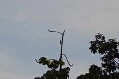 Melanerpes rubricapillus