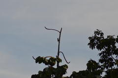 Melanerpes rubricapillus