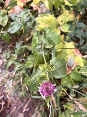 Agastache urticifolia