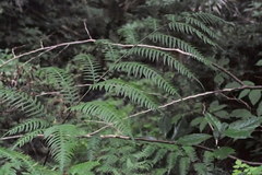 Pteris terminalis