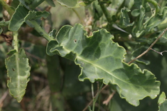 Brassica oleracea