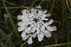 Iberis