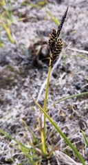 Carex nigra