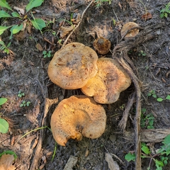 Agaricus bitorquis