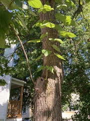 Catalpa speciosa