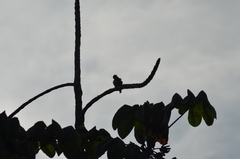 Melanerpes rubricapillus