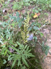 Sceptridium dissectum