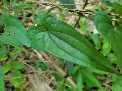 Dioscorea japonica