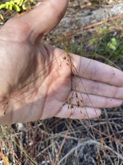 Bulbostylis ciliatifolia