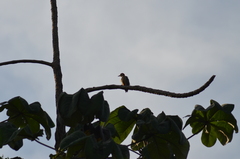 Melanerpes rubricapillus