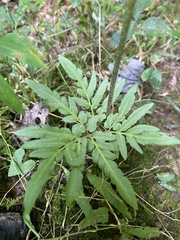 Sceptridium dissectum