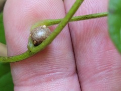 Dioscorea japonica