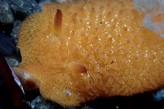 Acanthodoris lutea