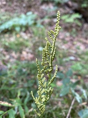 Sceptridium dissectum