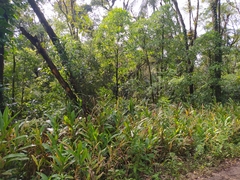 Hedychium coronarium