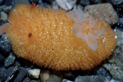 Acanthodoris lutea