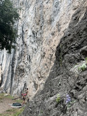 Campanula elatinoides