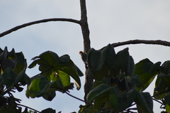 Melanerpes rubricapillus
