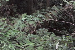Pteris terminalis