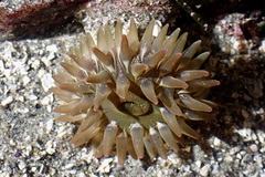 Urticina clandestina