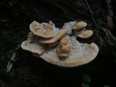 Climacocystis borealis