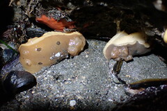 Diaulula sandiegensis
