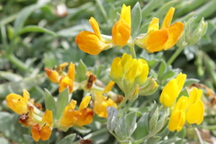 Lotus cytisoides