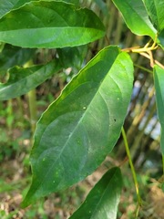 Elaeocarpus japonicus