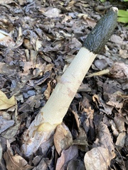 Phallus ravenelii
