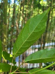 Elaeocarpus japonicus