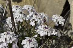 Iberis