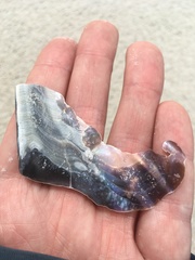 Atrina