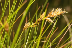 Bolboschoenus maritimus