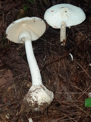 Phalloideae