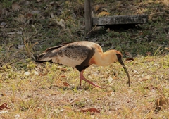 Theristicus caudatus